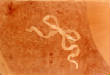 dryadpotpourri/hunts12RWPT.jpg